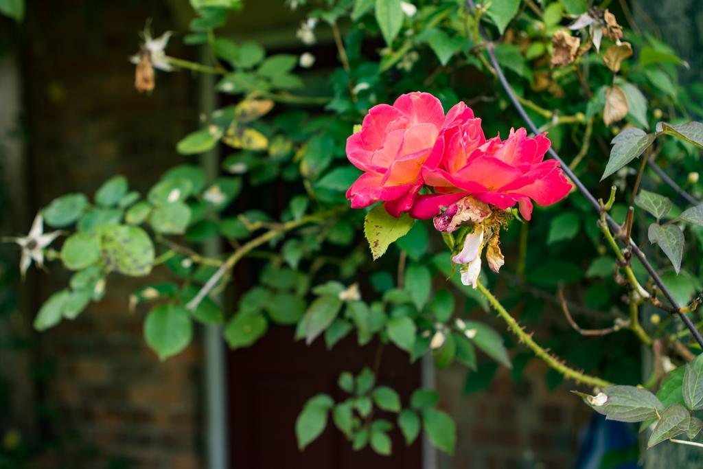 Mareham House Bed & Breakfast Sleaford Zewnętrze zdjęcie